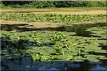 NS2209 : Lily Bed, Swan Pond Culzean by Billy McCrorie