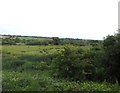 Rough grassland near Brading