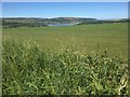 Grassy hedge and field