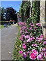 Roses at Danby Lodge