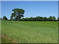 Wheat field near Donnington