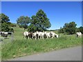 NO1865 : Cattle in Glen Isla by Scott Cormie