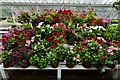 Arundel Castle Gardens: Pelargoniums in the renovated Victorian iron Vine and Peach House