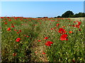 Poppies in a field at Ferry Lane Belt