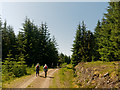 NH7077 : Walking on a Forest Road in the Morangie Forest by Julian Paren