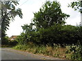 Hedgerow by Southampton Road, Criddlestyle