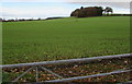 Field on the north side of Coppice Green Lane near Shifnal