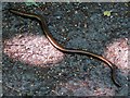 NZ8205 : Slowworm, Grosmont by Andrew Curtis