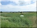 Marshland from the Welsh Water Hide