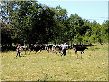 H5375 : Herding cattle, Drumnakilly by Kenneth  Allen
