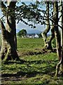 View through the trees