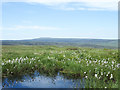 NY7823 : Moorland with pool and cotton grass by Trevor Littlewood