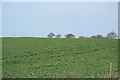 Crops in a field