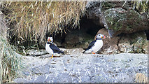 J4898 : Puffins at The Gobbins by Rossographer
