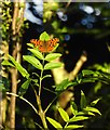 Comma butterfly (Polygonia c-album) by Beverley Brook (3)