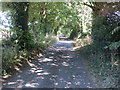 Tree lined Moor Lane heading away from Weston