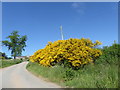 Gorse in bloom near Leyton Farm