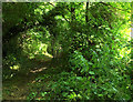 Footpath, Burcombe