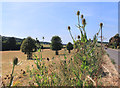 Trees and Teasels, Chorley Road