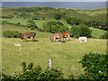 Cattle at Harplaw Farm