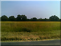 TM3667 : Farmland off Rendham Road by Geographer
