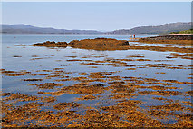 NG8956 : Seaweed in Upper Loch Torridon by Walter Baxter