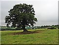 Isolated tree at Higher Allshire Farm