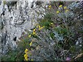 Flowers on the cliff, Stone Bay