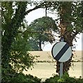 Oak tree and national speed limit sign