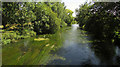 River Wylye from Stoford Bridge