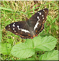 SU0534 : Butterfly, Grovely Wood by Derek Harper