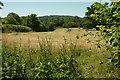 Field, Baverstock