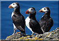 NT6599 : Puffins (Fratercula arctica) by Anne Burgess