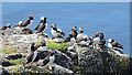 NT6599 : Puffins (Fratercula arctica) by Anne Burgess