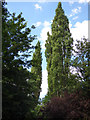 Poplars alongside the Wykebeck Way