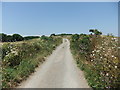 Road near Nare Head