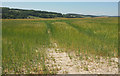 Barley near Marshwood