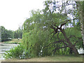SE3338 : Weeping willow by the Upper Lake, Roundhay Park by Stephen Craven