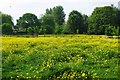 Buttercups in field, Primrose Lane, Bampton, Oxon