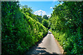 West Somerset : Country Lane