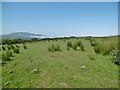 Murlough, grassland