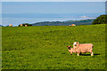 SS9141 : West Somerset : Grassy Field & Sheep by Lewis Clarke