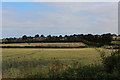 View Northwards towards Barwick-in-Elmet