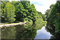 River Wandle in Ravensbury Park