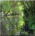 A secluded bit of the Wandle