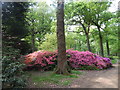 TQ1971 : Rhododendrons in Isabella Plantation by Hamish Griffin