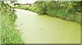 Duckweed, Lagan canal, Moira (July 2018)