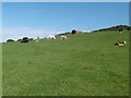 Ballintoy, cattle grazing