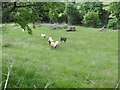 Carnlough, cattle grazing