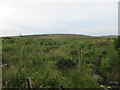 Felled forest at Auchenleish